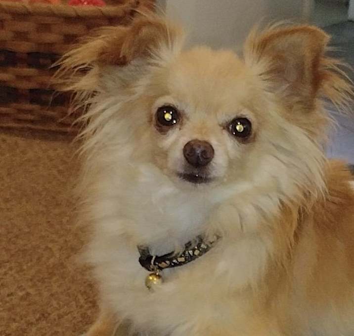 Photo of Bear