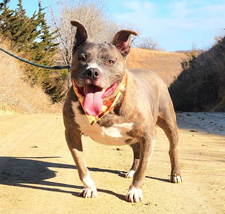 Photo of Diesel