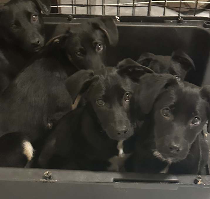 Photo of BLACK LAB BABY GIRLS