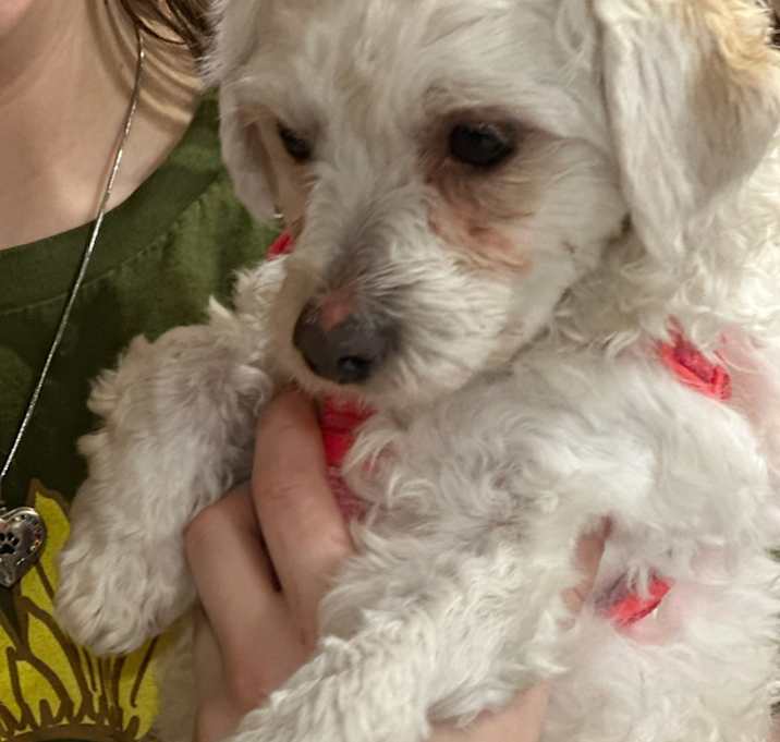 Photo of Prince