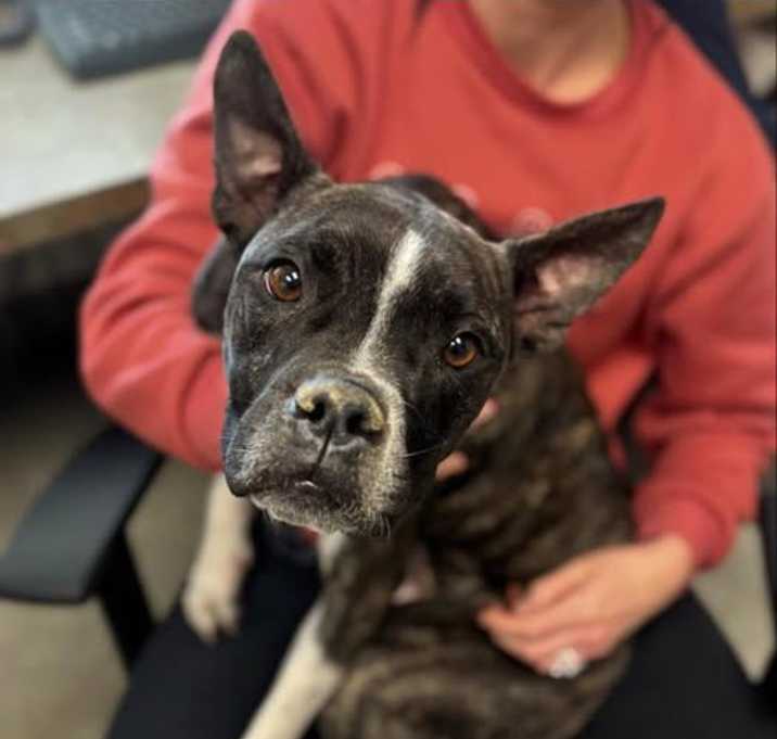 Photo of SHADOW