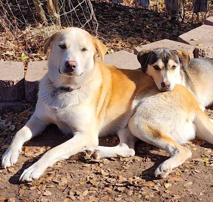 Photo of Shasta