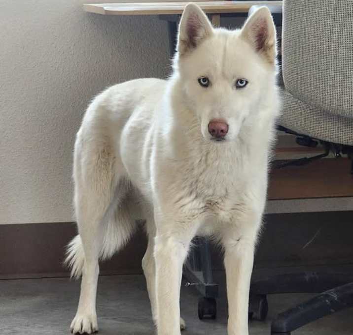Photo of MEGA