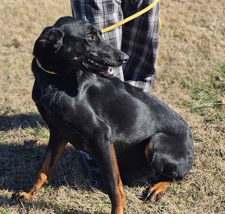 Photo of Shea