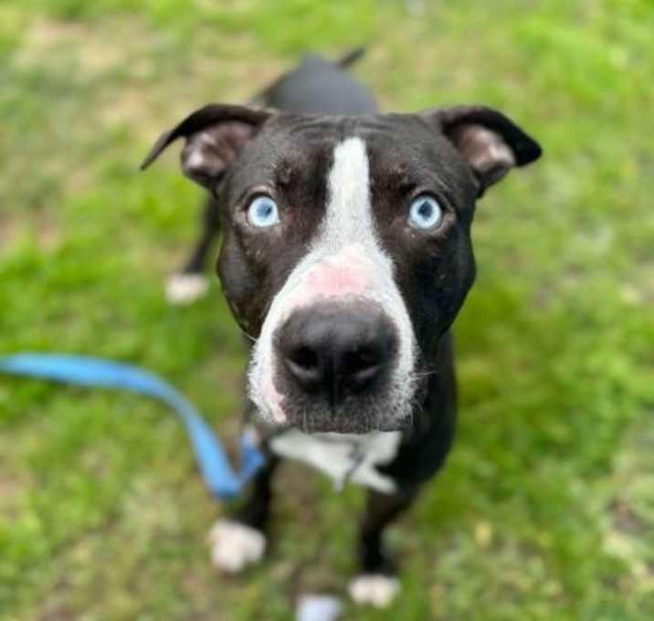 Photo of Ziggy