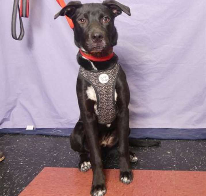 Photo of BUCK
