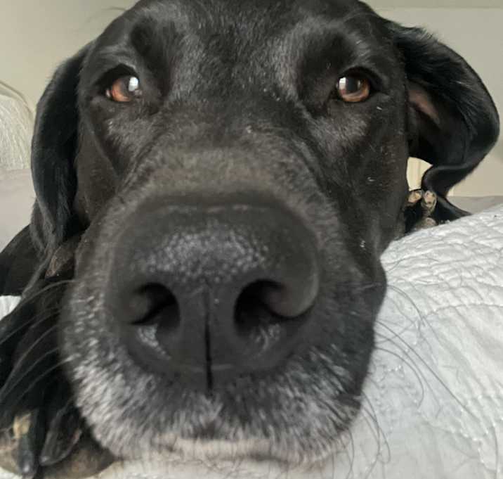 Photo of Josie