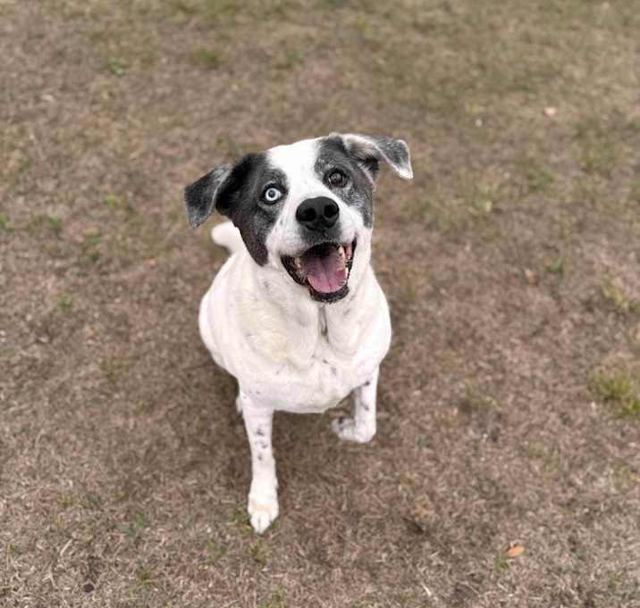 Photo of Dallas