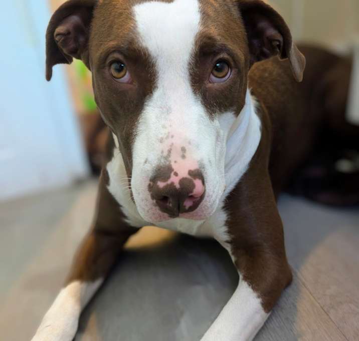 Photo of Puppy