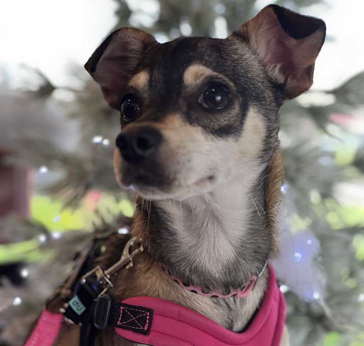 Photo of Dot