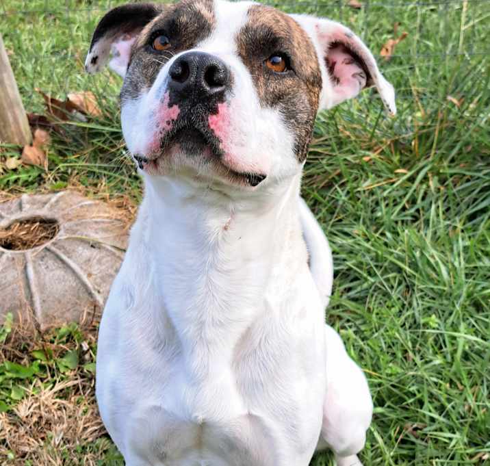 Photo of Prancer
