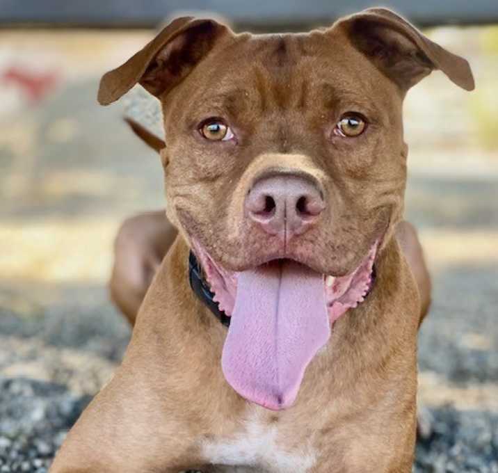 Photo of Boomer