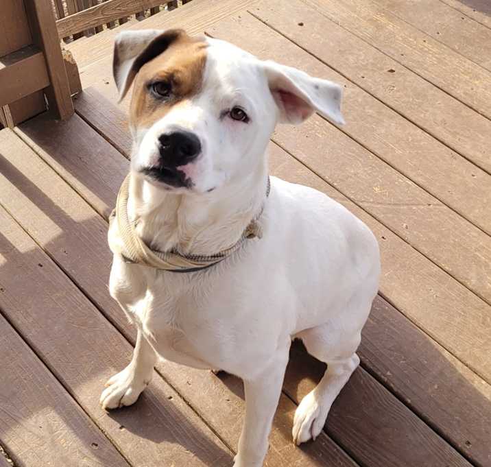 Photo of Koda