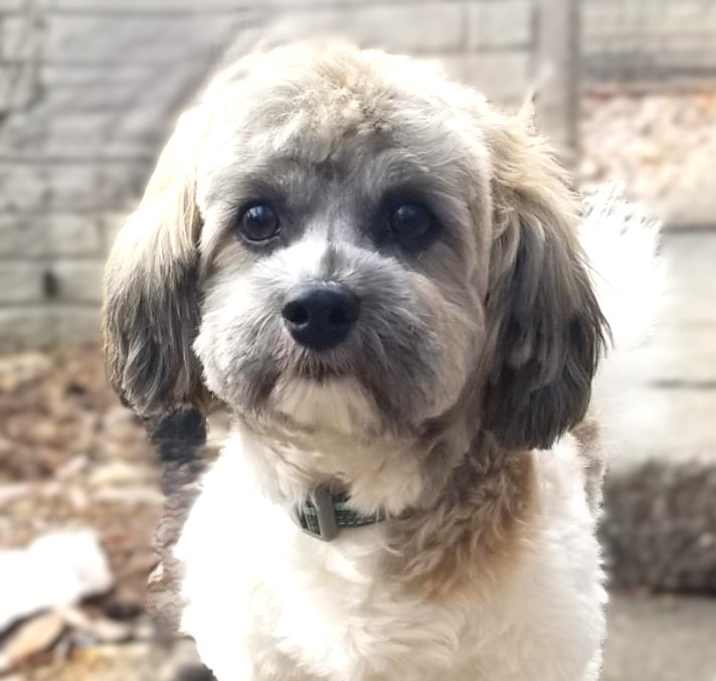 Photo of Louie-Adoption pending