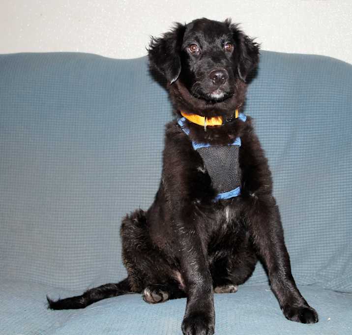 Photo of Bear