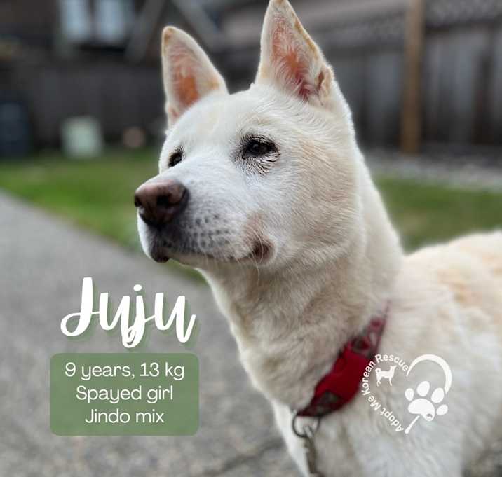 Photo of Juju