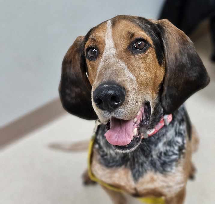 Photo of Bandit