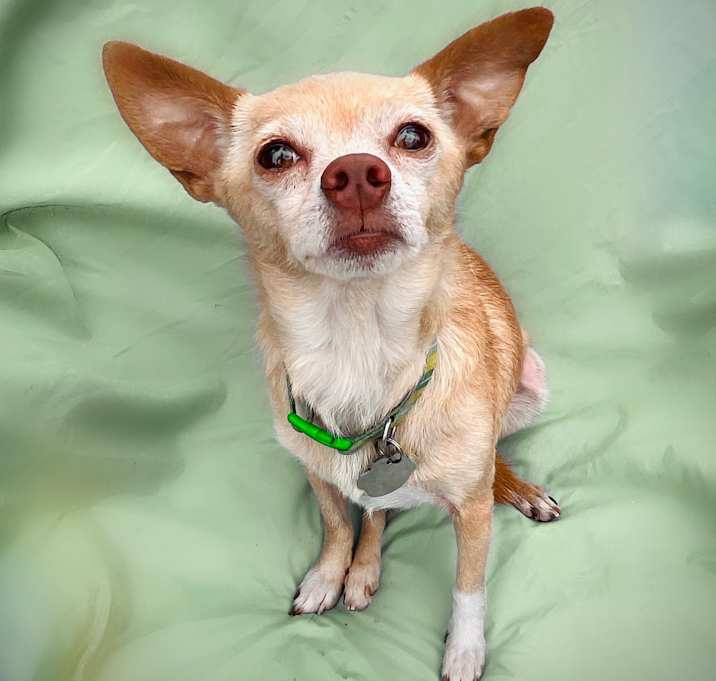 Photo of Wilbur