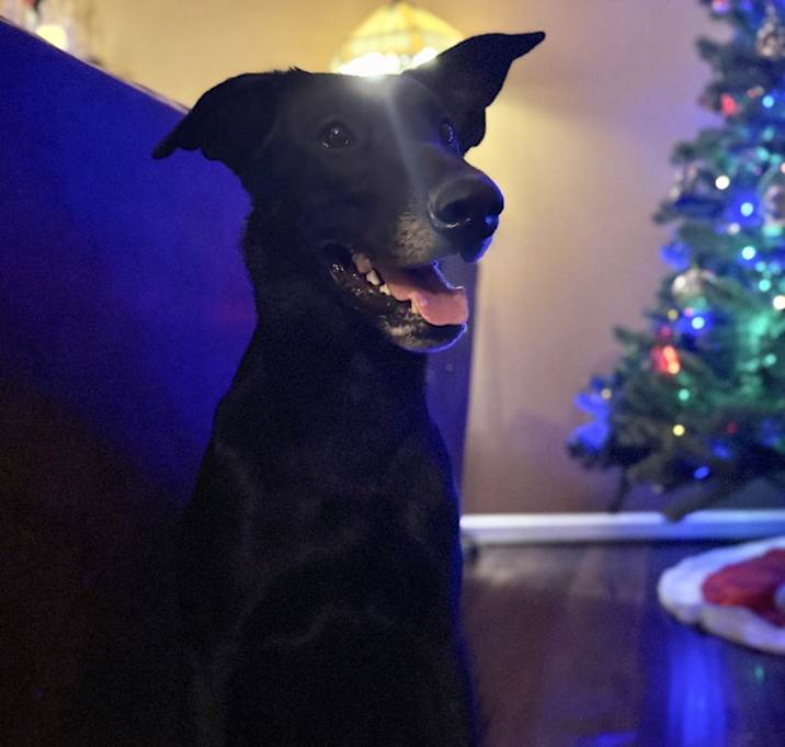 Photo of Bluey