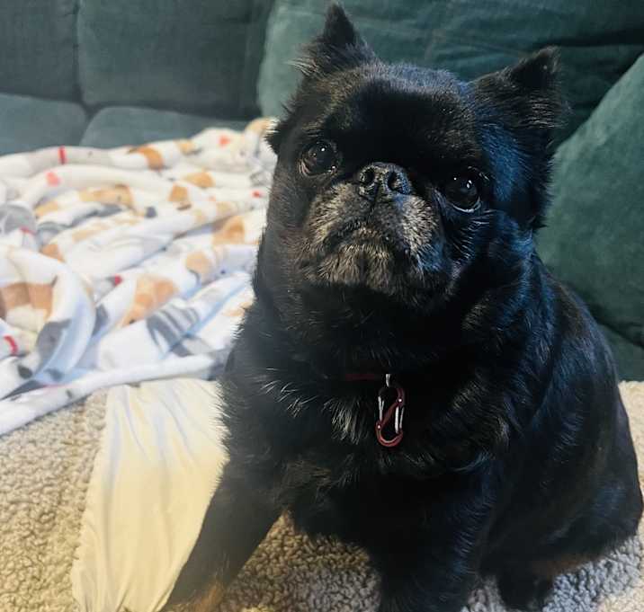 Photo of JuJu-adoption pending