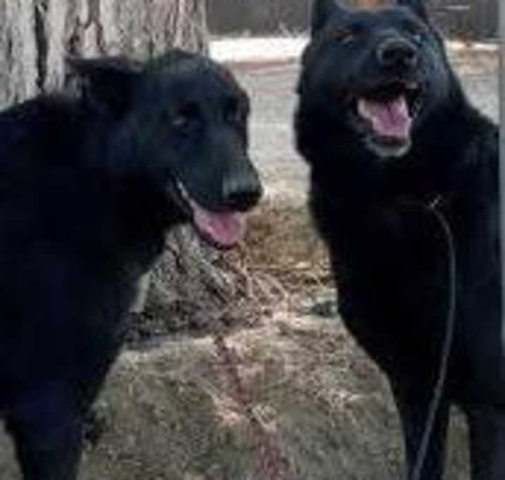 Photo of KATIE & GRACE (bonded pair)