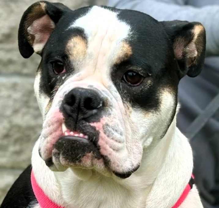 Photo of Cookie