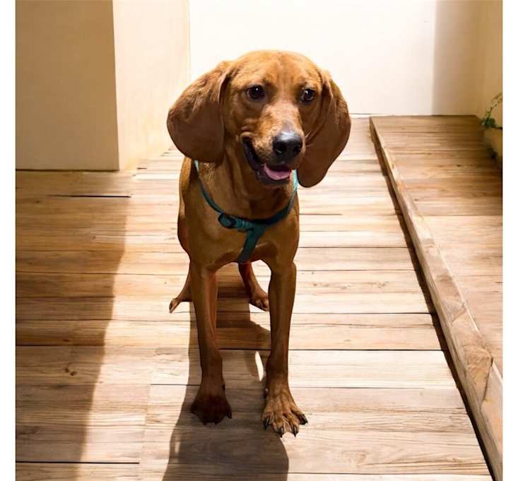 Photo of Copper