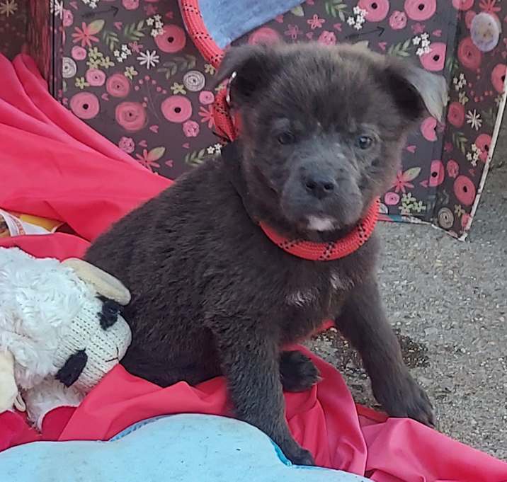Photo of INKY dh