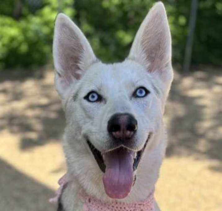 Photo of Fenrir