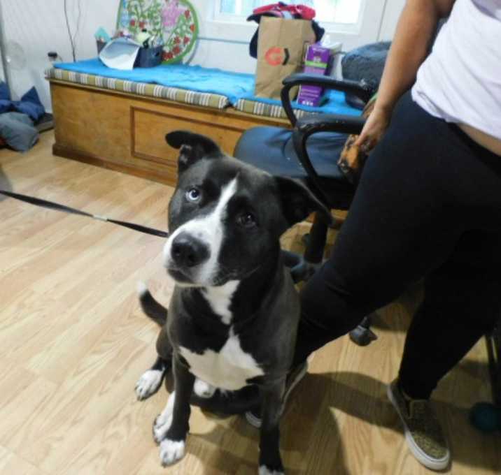 Photo of DEXTER