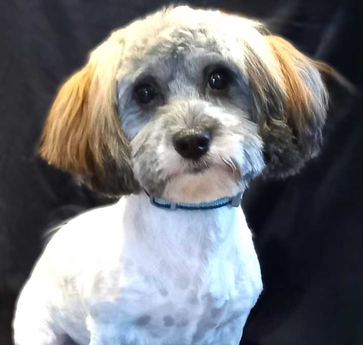 Photo of Lucy-Adoption pending