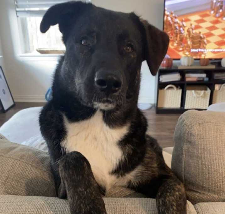 Photo of Bear