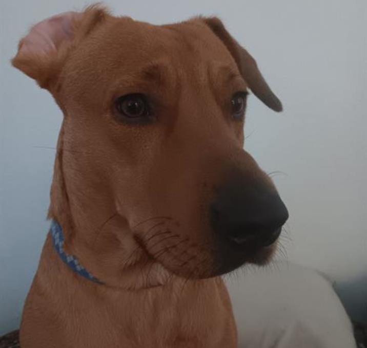 Photo of SCOOBY