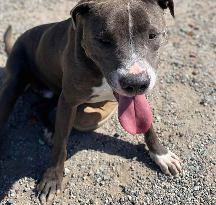 Photo of BRUCE