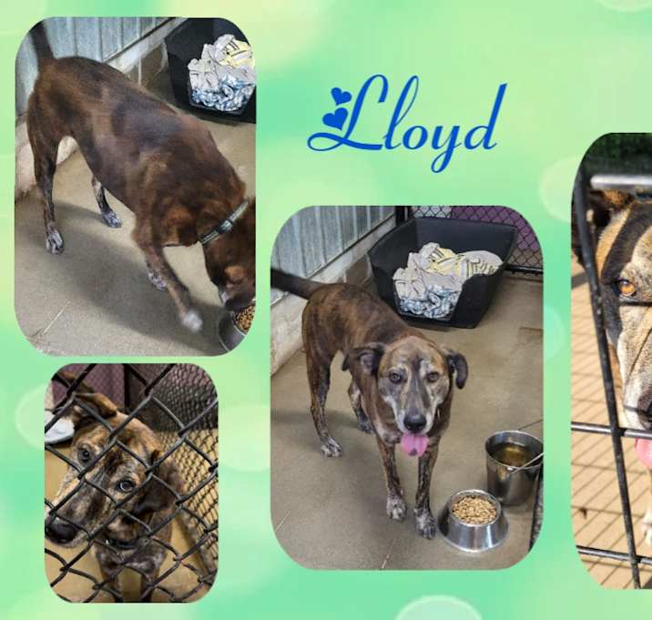 Photo of Lloyd