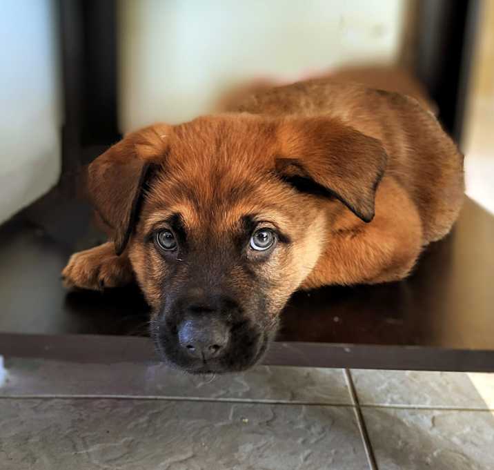 Photo of Koopa
