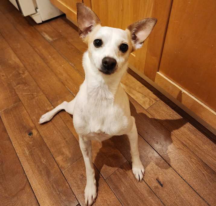 Photo of Honey Bear