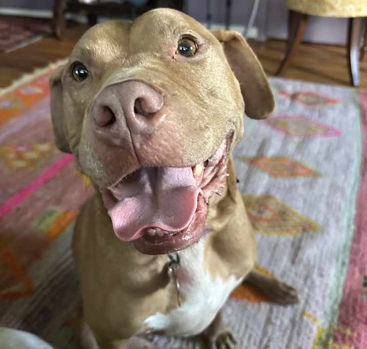 Photo of Hank
