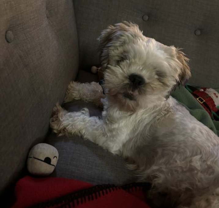 Photo of Timmy - NDMR TN