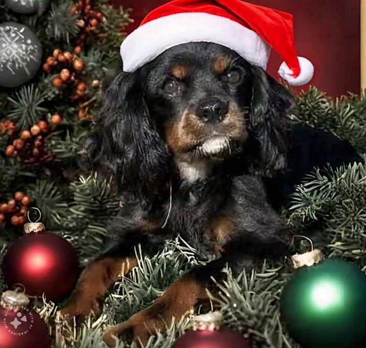 Photo of BUDDY