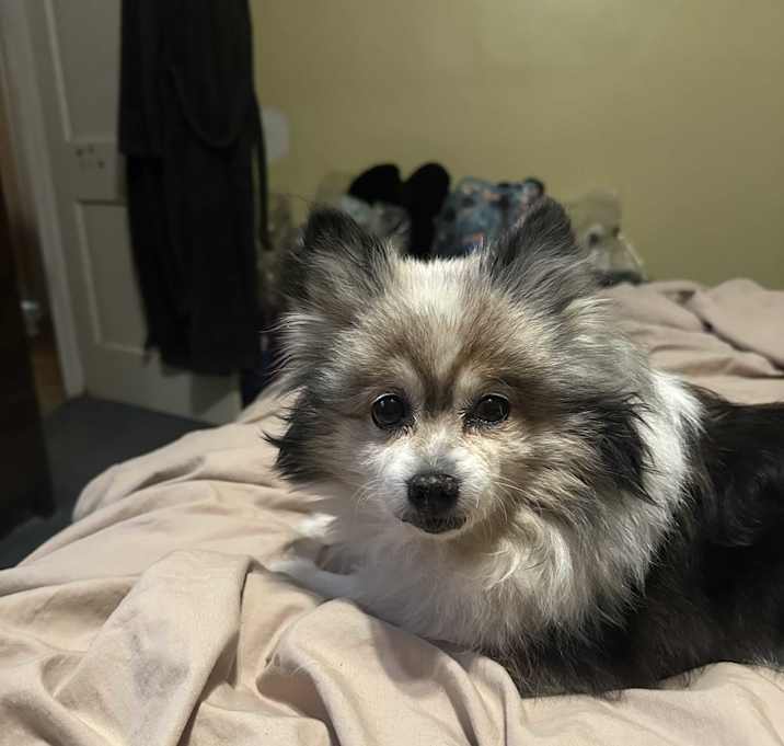 Photo of Dot