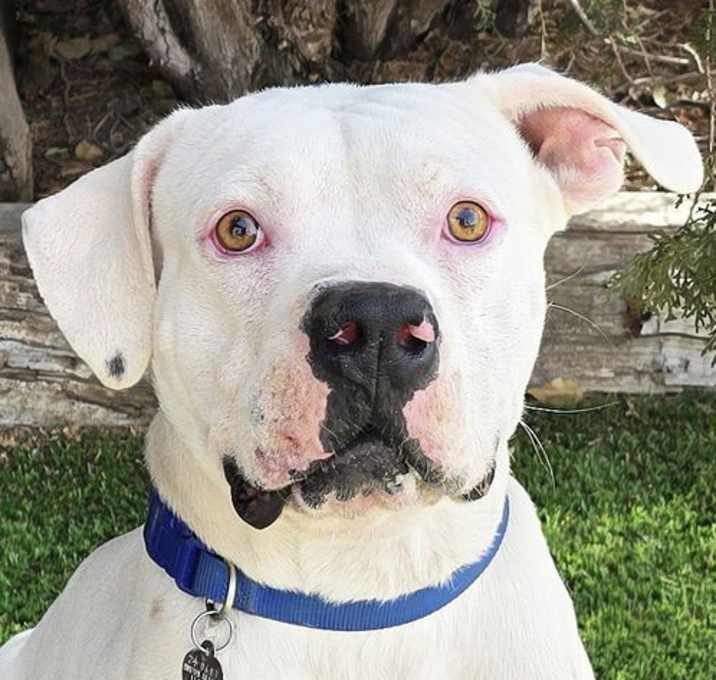 Photo of Absolutely Adorabull Aesop = WOW!