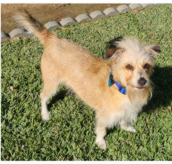 Photo of BANJO