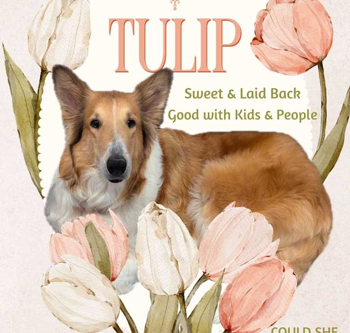 Photo of Tulip