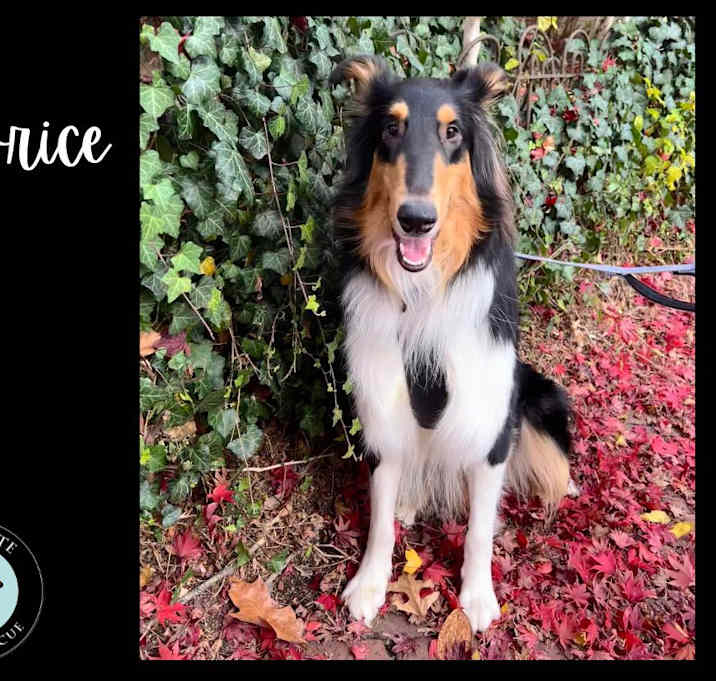 Photo of Licorice