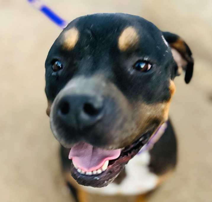 Photo of Ollie, super smart sweetie!