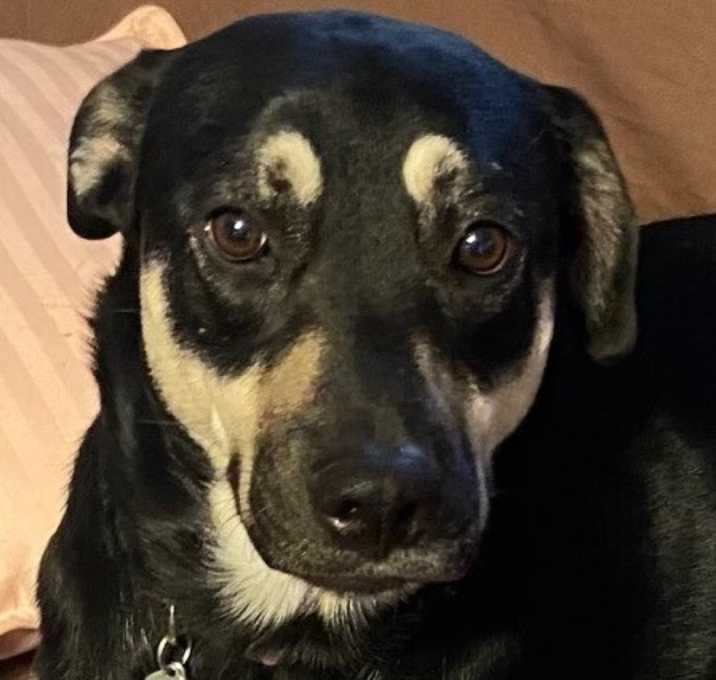 Photo of Nala