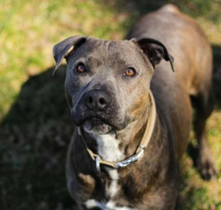 Photo of Dozer