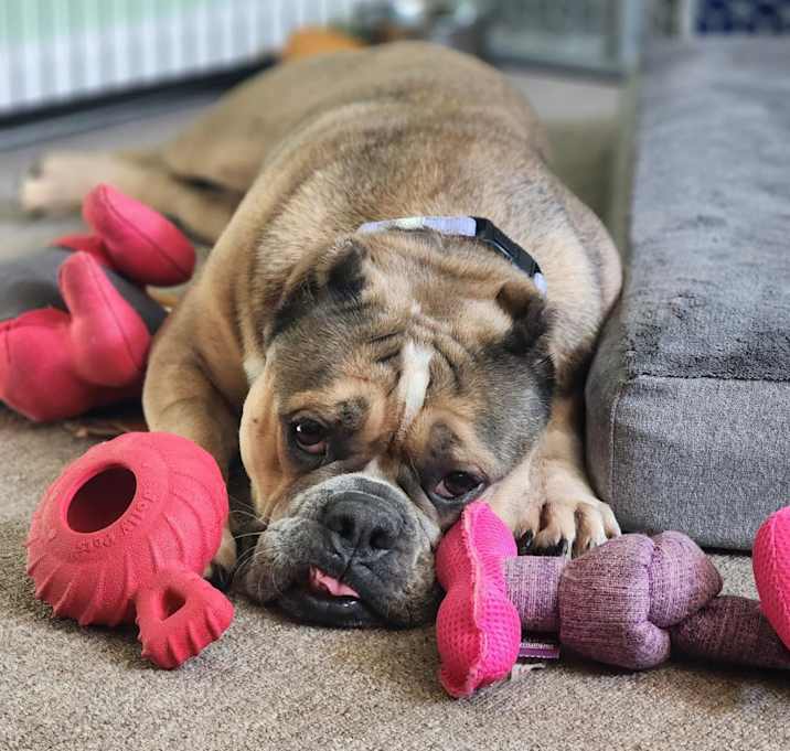 Photo of Roxy