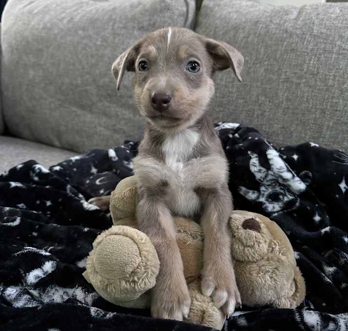 Photo of Jax